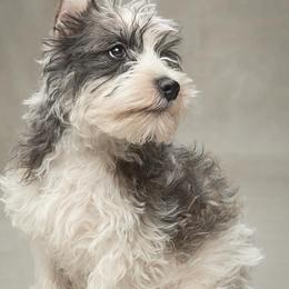 Winston - Miniature Schnauzer