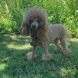 Kyrie - Poodle