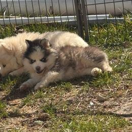 Cherish - Black and white female Pomsky puppy in Bucyrus, Missouri from Hill Top Pomskies