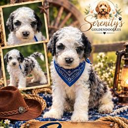 Boone - Merle male Goldendoodle puppy in Sanderson, Florida from Serenity Goldendoodles