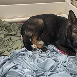 German Shepherds from Schrottplatz Landhai Kennel