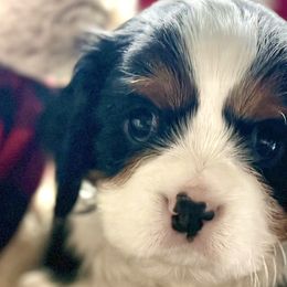 Aussiedoodles, Cavalier King Charles Spaniels, Cavapoos, and Goldendoodles from Harvest Creek