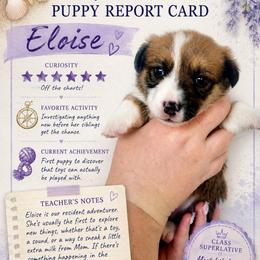 Eloise Bridgerton - Sable and white female American Corgi puppy in Lake Havasu City, Arizona from London Bridge Corgis