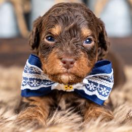 Ash - Brown and white male Bernedoodle puppy in Erda, Utah from Country Lane Doodles