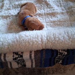 Blue - Golden rust male Vizsla puppy in Maineville, Ohio from Izabella Vizslas