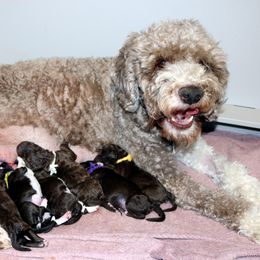 Lagotto Romagnolo Puppies from Montagna del Mare Lagotto Romagnolo