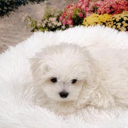 Daisy - White female Maltese puppy in North Myrtle Beach, South Carolina from Perfect Puppies