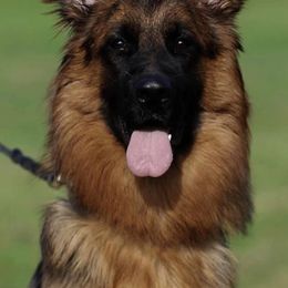 German Shepherd All Grown Up from German shepherd