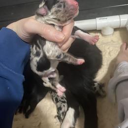 Girl 4 - Blue merle female Australian Shepherd puppy in Wisconsin Dells, Wisconsin from Nicara kennel