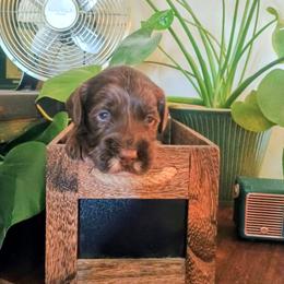 Linus - Chocolate male Australian Labradoodle puppy in Atascadero, California from Classic Poodles and Doodles
