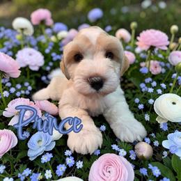 Prince - Wheaten male Miniature Schnauzer puppy in Clemmons, North Carolina from Schnauzer Snobs