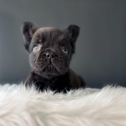 Charlie Brown - Black male French Bulldog puppy in Porter, Texas from Whatabulldog