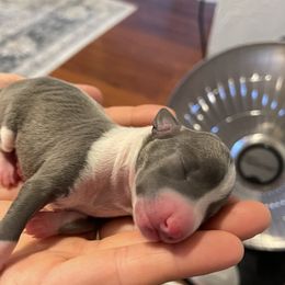 Girl 1 - Blue Italian Greyhound puppy in Myrtle Creek (3 Hr South Of Portland), Oregon from Ziggy's Iggys Northwest