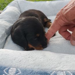 Dachshund Puppies from Chelisa Crabtree