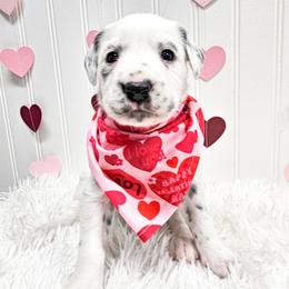 Nyx - White and black female Dalmatian puppy in Gray, Georgia from Fuller Spots
