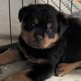 Rottweilers from Von Cazares Rottweilers