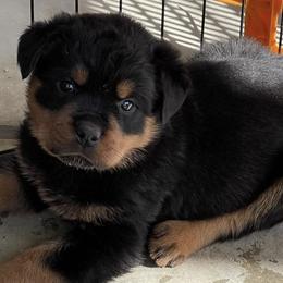 Rottweilers from Von Cazares Rottweilers