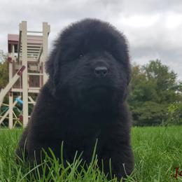 Jackie - Black female Newfoundland puppy in Winfield, Pennsylvania from Najuananlo Newfoundlands