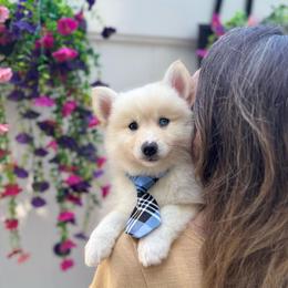 Bullseye - White male Pomsky puppy in Venus, Pennsylvania from Hemlock Pines Pomsky