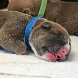 Blue Collar - Blue male American Bully puppy in Easton, Maryland from Night Court Bullies