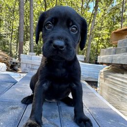 Purple Collar (Black Female) - Black female Labrador Retriever puppy in South Carolina from Southern Pine Labradors