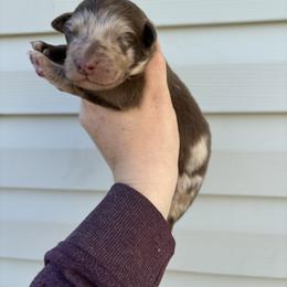 Yellow Puppy - Red merle male Australian Shepherd puppy in Martville, New York from Jasmin Bartlett