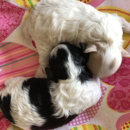 Poodle Puppies from S.H.A.R.P.’s Toy Poodles