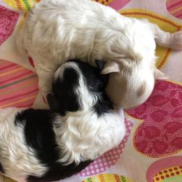 Poodle Puppies from S.H.A.R.P.’s Toy Poodles
