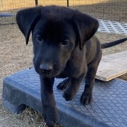 Jelly-Bright Red collar - Black Labrador Retriever puppy in Springfield, Missouri from Kellner Labradors