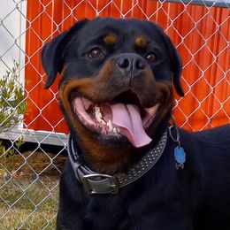 Rottweilers from Vom Cajun Fire Rottweilers