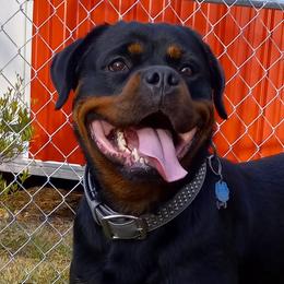 Rottweilers from Vom Cajun Fire Rottweilers