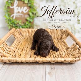 Jefferson - Chocolate male Australian Labradoodle puppy in Taylor, Michigan from Mi Best Doodle Ever, LLC