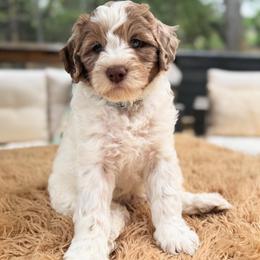 Cillian - Chocolate male Goldendoodle puppy in Pine Grove, California from Lundee Doodles