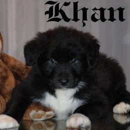Australian Shepherd Puppies from Platinum Edition