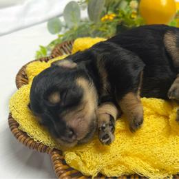 Myers - Salt and pepper female Miniature Schnauzer puppy in Huntington, Utah from Schnauzers on Robinson Lane