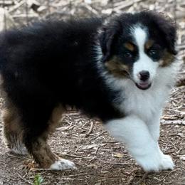 Rory - Black tri male Miniature Australian Shepherd puppy in Patterson, North Carolina from DreamLine Aussies