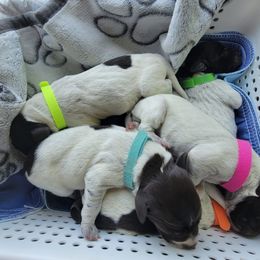 Wirehaired Pointing Griffon Puppies from Saint Barbara's Wirehaired Pointing Griffons