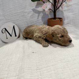 Poodle Puppies from Moore Poodles