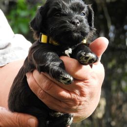 BUTTON - Black Havanese puppy in Salt Lake City, Utah from Steal Your Heart Havanese