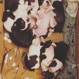 Boston Terrier Puppies from Cobbler Street Boston Terriers