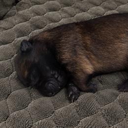 Girl 1 - Black sable female Belgian Malinois puppy in Columbia, South Carolina from Kaizen Ruach Malinois