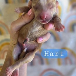 Hart - male Cavapoochon puppy in Bullard, Texas from Cavapoochon Central LLC