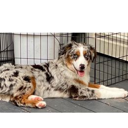 Steely Dan(Steely) - Blue merle male Australian Shepherd puppy in The Mid West, Illinois from Water's Edge Aussies