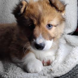 Fluffy Green Collar - Fawn male Pembroke Welsh Corgi puppy in Yelm, Washington from Tolbolton Creek Corgis