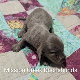 Girl 2 - Fawn (isabella) and tan female Dachshund puppy in Winchester, Idaho from Mission Creek Dachshunds