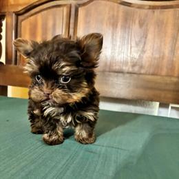 Little Finn - Chocolate and tan male Yorkshire Terrier puppy in Yuma, Arizona from Yuma Yorkie