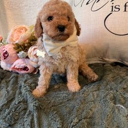 Theo - male Cavapoochon puppy in Fairmont, West Virginia from Robin Nelson