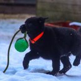 German Shepherd Puppies from vom Grenze Stadt German Shepherd Dogs