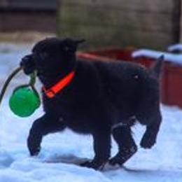German Shepherd Puppies from vom Grenze Stadt German Shepherd Dogs