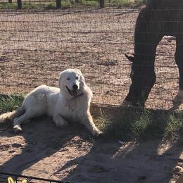Baloo - Maremma Sheepdog